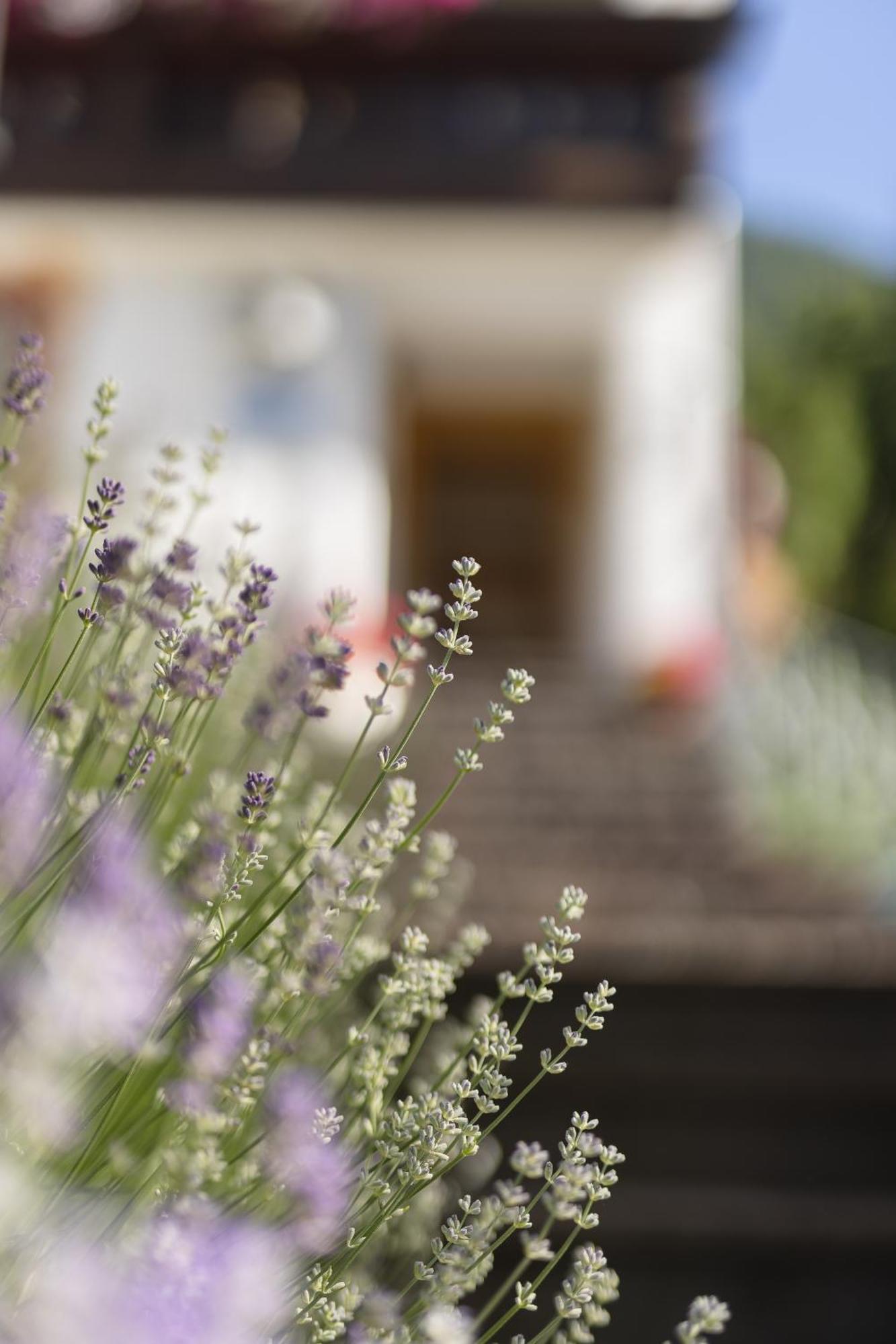 Pension Gulla - Ferienhaus Appartements B&B Neustift im Stubaital Zewnętrze zdjęcie